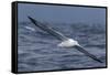 Southern Royal Albatross (Diomedea Epomophora) Flying Low over the Sea-Brent Stephenson-Framed Stretched Canvas