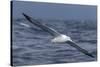 Southern Royal Albatross (Diomedea Epomophora) Flying Low over the Sea-Brent Stephenson-Stretched Canvas