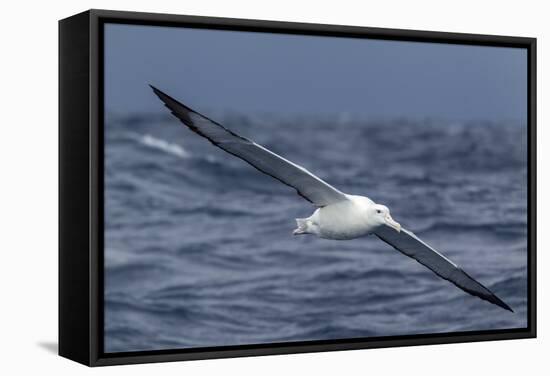 Southern Royal Albatross (Diomedea Epomophora) Flying Low over the Sea-Brent Stephenson-Framed Stretched Canvas