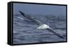 Southern Royal Albatross (Diomedea Epomophora) Flying Low over the Sea-Brent Stephenson-Framed Stretched Canvas