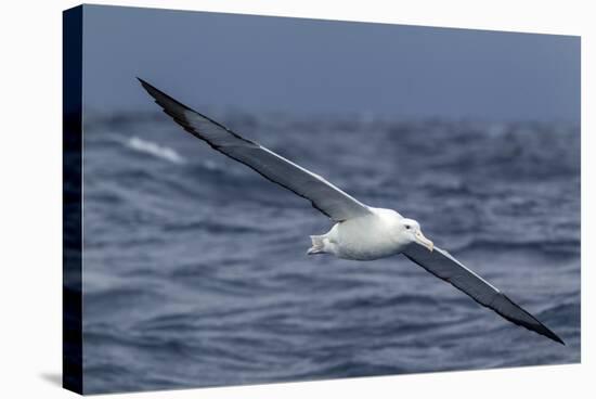 Southern Royal Albatross (Diomedea Epomophora) Flying Low over the Sea-Brent Stephenson-Stretched Canvas