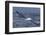 Southern Royal Albatross (Diomedea Epomophora) Flying Low over the Sea-Brent Stephenson-Framed Photographic Print
