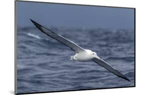 Southern Royal Albatross (Diomedea Epomophora) Flying Low over the Sea-Brent Stephenson-Mounted Photographic Print