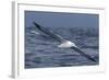 Southern Royal Albatross (Diomedea Epomophora) Flying Low over the Sea-Brent Stephenson-Framed Photographic Print