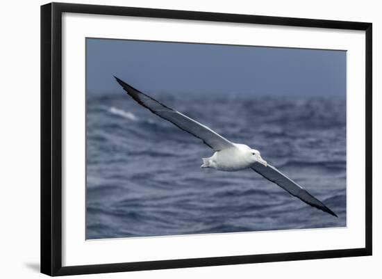 Southern Royal Albatross (Diomedea Epomophora) Flying Low over the Sea-Brent Stephenson-Framed Photographic Print