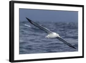 Southern Royal Albatross (Diomedea Epomophora) Flying Low over the Sea-Brent Stephenson-Framed Photographic Print