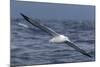 Southern Royal Albatross (Diomedea Epomophora) Flying Low over the Sea-Brent Stephenson-Mounted Photographic Print