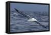 Southern Royal Albatross (Diomedea Epomophora) Flying Low over the Sea-Brent Stephenson-Framed Stretched Canvas