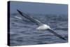 Southern Royal Albatross (Diomedea Epomophora) Flying Low over the Sea-Brent Stephenson-Stretched Canvas