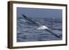 Southern Royal Albatross (Diomedea Epomophora) Flying Low over the Sea-Brent Stephenson-Framed Photographic Print