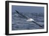 Southern Royal Albatross (Diomedea Epomophora) Flying Low over the Sea-Brent Stephenson-Framed Photographic Print