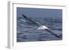 Southern Royal Albatross (Diomedea Epomophora) Flying Low over the Sea-Brent Stephenson-Framed Photographic Print