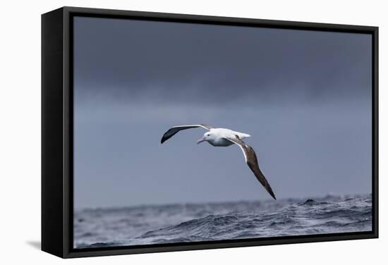 Southern Royal Albatross (Diomedea Epomophora) Flying over Sea-Brent Stephenson-Framed Stretched Canvas