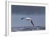 Southern Royal Albatross (Diomedea Epomophora) Flying over Sea-Brent Stephenson-Framed Photographic Print