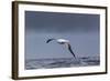 Southern Royal Albatross (Diomedea Epomophora) Flying over Sea-Brent Stephenson-Framed Photographic Print