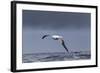 Southern Royal Albatross (Diomedea Epomophora) Flying over Sea-Brent Stephenson-Framed Photographic Print