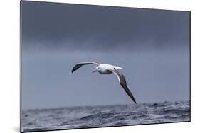 Southern Royal Albatross (Diomedea Epomophora) Flying over Sea-Brent Stephenson-Mounted Photographic Print