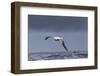 Southern Royal Albatross (Diomedea Epomophora) Flying over Sea-Brent Stephenson-Framed Photographic Print