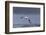 Southern Royal Albatross (Diomedea Epomophora) Flying over Sea-Brent Stephenson-Framed Photographic Print