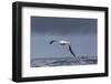 Southern Royal Albatross (Diomedea Epomophora) Flying over Sea-Brent Stephenson-Framed Photographic Print