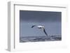 Southern Royal Albatross (Diomedea Epomophora) Flying over Sea-Brent Stephenson-Framed Photographic Print