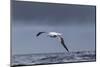 Southern Royal Albatross (Diomedea Epomophora) Flying over Sea-Brent Stephenson-Mounted Photographic Print