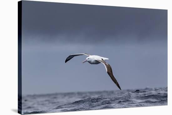 Southern Royal Albatross (Diomedea Epomophora) Flying over Sea-Brent Stephenson-Stretched Canvas