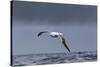 Southern Royal Albatross (Diomedea Epomophora) Flying over Sea-Brent Stephenson-Stretched Canvas