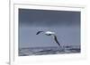 Southern Royal Albatross (Diomedea Epomophora) Flying over Sea-Brent Stephenson-Framed Photographic Print