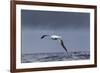 Southern Royal Albatross (Diomedea Epomophora) Flying over Sea-Brent Stephenson-Framed Photographic Print