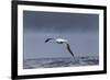 Southern Royal Albatross (Diomedea Epomophora) Flying over Sea-Brent Stephenson-Framed Photographic Print