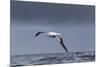 Southern Royal Albatross (Diomedea Epomophora) Flying over Sea-Brent Stephenson-Mounted Photographic Print