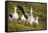 Southern Royal Albatross-DLILLC-Framed Stretched Canvas