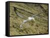 Southern Royal Albatross-DLILLC-Framed Stretched Canvas