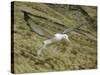 Southern Royal Albatross-DLILLC-Stretched Canvas