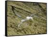 Southern Royal Albatross-DLILLC-Framed Stretched Canvas