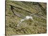 Southern Royal Albatross-DLILLC-Stretched Canvas