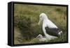 Southern Royal Albatross-DLILLC-Framed Stretched Canvas