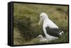 Southern Royal Albatross-DLILLC-Framed Stretched Canvas