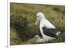 Southern Royal Albatross-DLILLC-Framed Premium Photographic Print