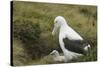Southern Royal Albatross-DLILLC-Stretched Canvas