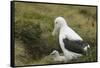 Southern Royal Albatross-DLILLC-Framed Stretched Canvas