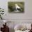 Southern Royal Albatross-DLILLC-Stretched Canvas displayed on a wall