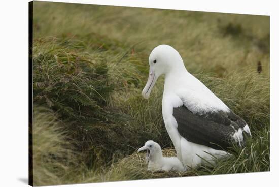 Southern Royal Albatross-DLILLC-Stretched Canvas