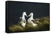 Southern Royal Albatross-DLILLC-Framed Stretched Canvas