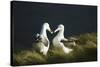 Southern Royal Albatross-DLILLC-Stretched Canvas