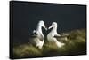 Southern Royal Albatross-DLILLC-Framed Stretched Canvas