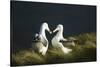 Southern Royal Albatross-DLILLC-Stretched Canvas