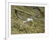 Southern Royal Albatross-DLILLC-Framed Photographic Print