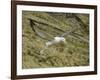 Southern Royal Albatross-DLILLC-Framed Photographic Print